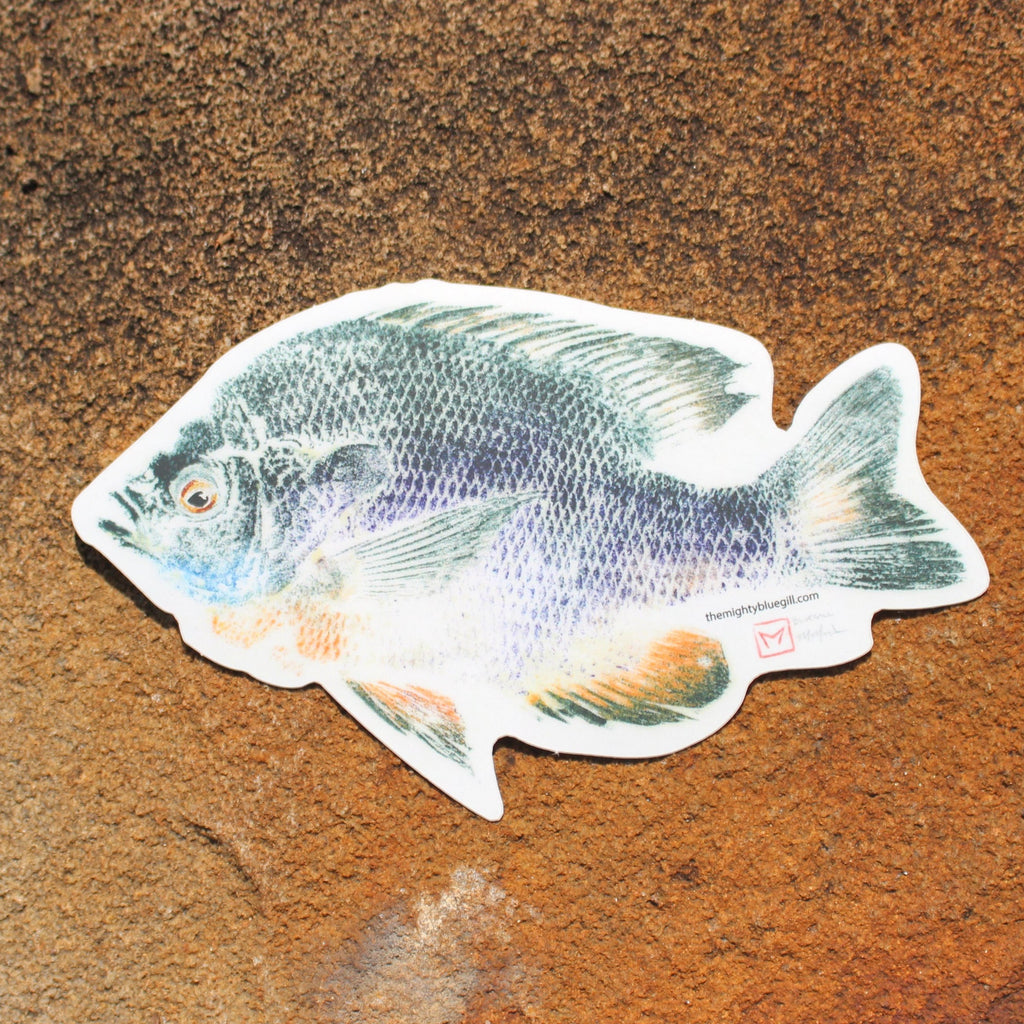 Sticker: Bluegill by Matt Monahan